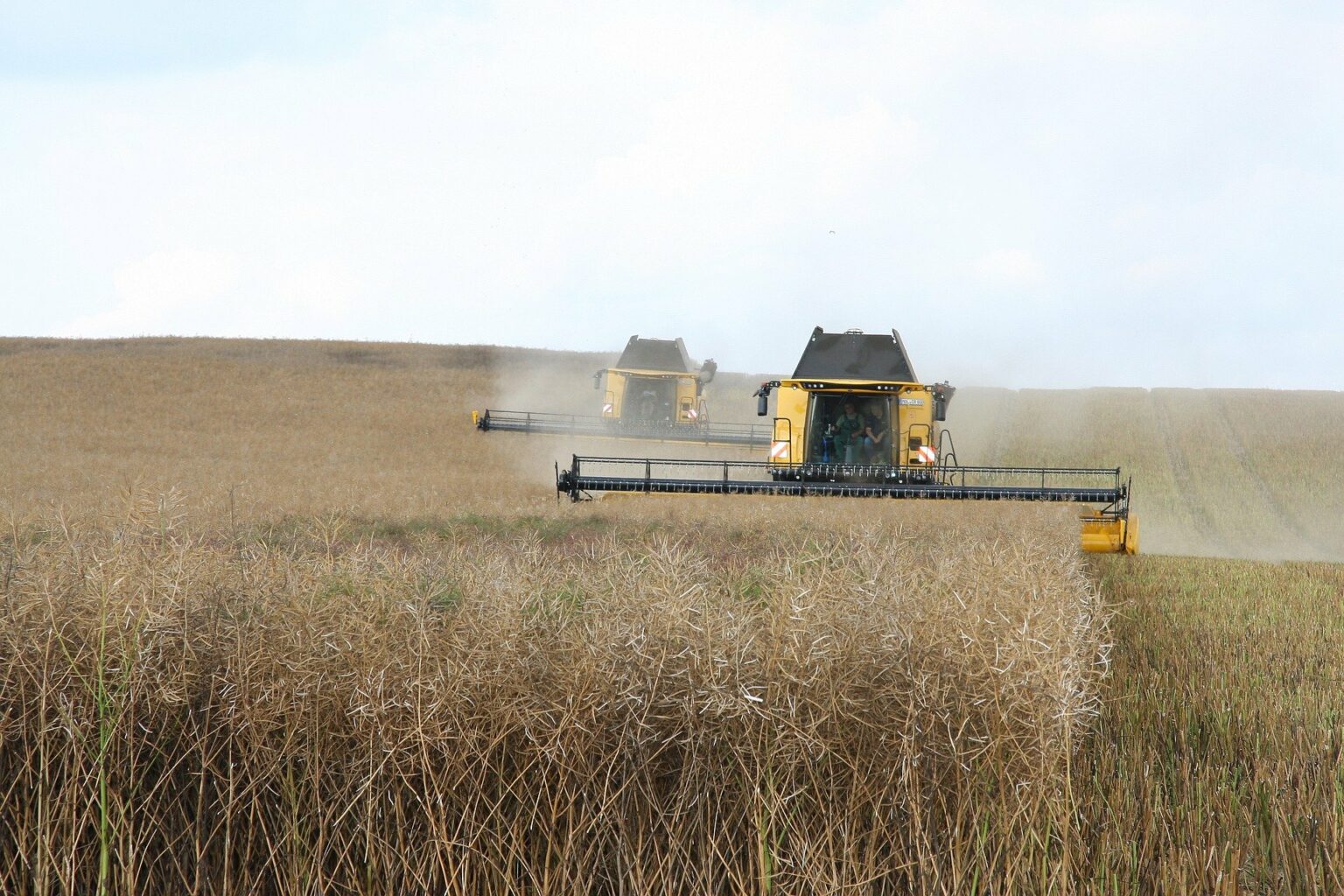 two yellow combines staggered in a dry wheat field during harvest